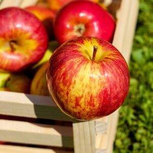 apple, red, fruits, fresh, harvest, apple crate, red apples, fresh apples, ripe apples, produce, organic, food, eat, healthy, apple, apple, apple, apple, apple